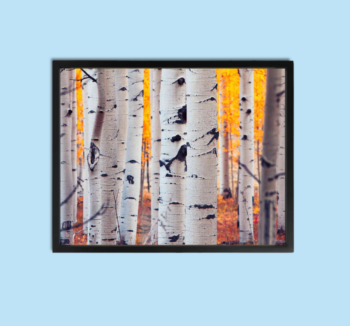 Forest Wall Art Canvas