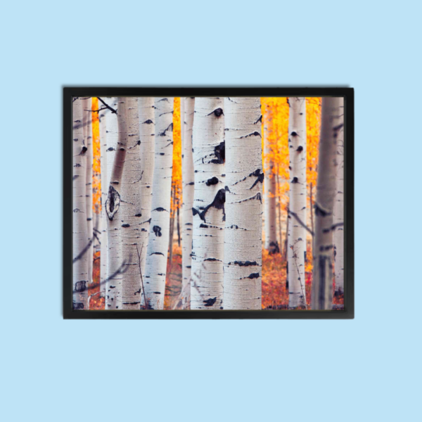 Forest Wall Art Canvas