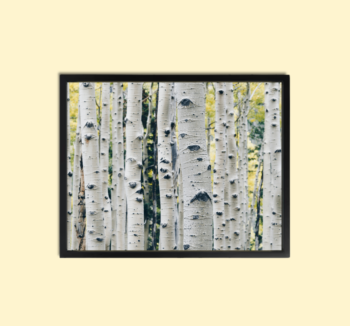 Sense Forest Wall Art Canvas