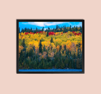 Spring Forest Wall Art Canvas